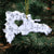 Dominican Shaped Acrylic Ornament